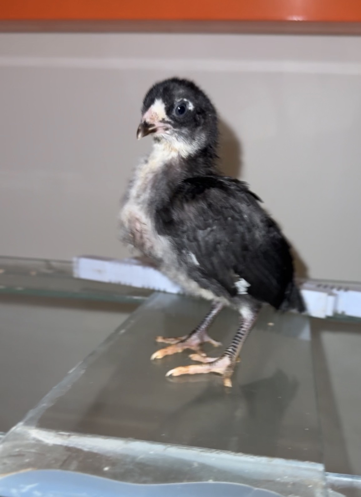 Black and white feathered baby chick in the brooder