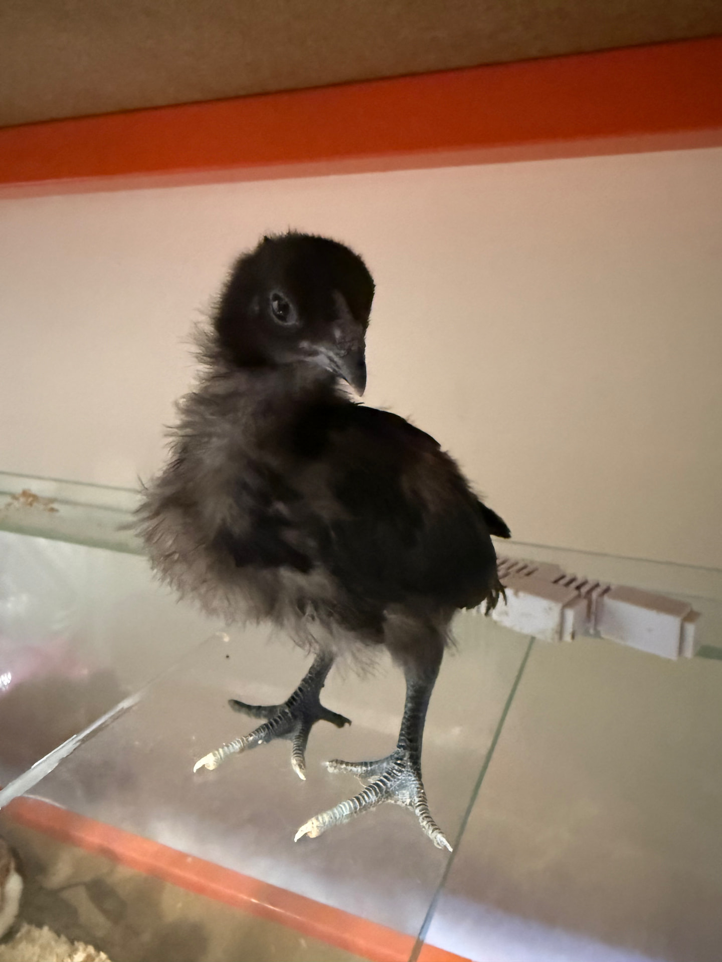 Dark feathered pure breed chick standing tall