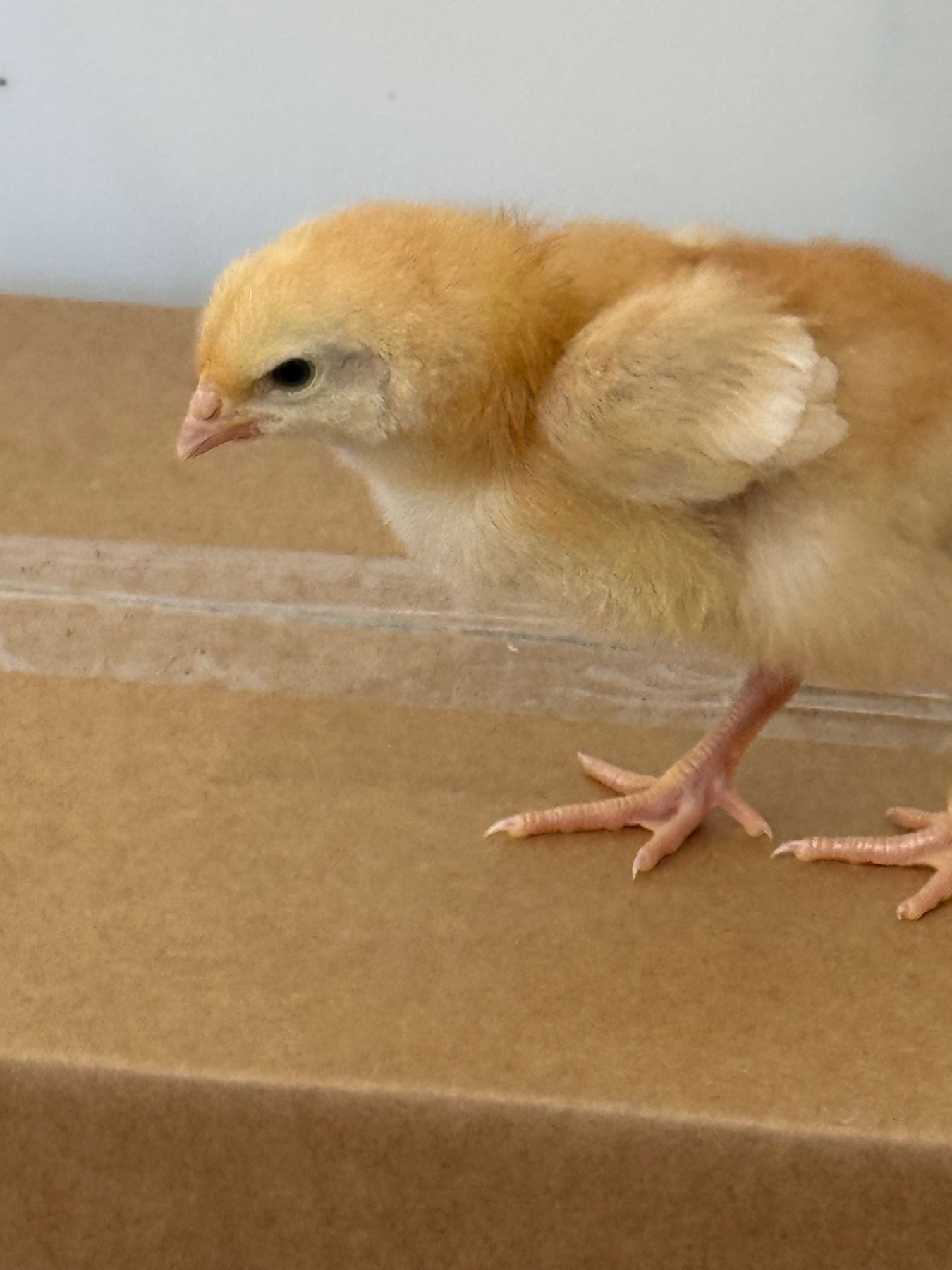 Golden yellow chick