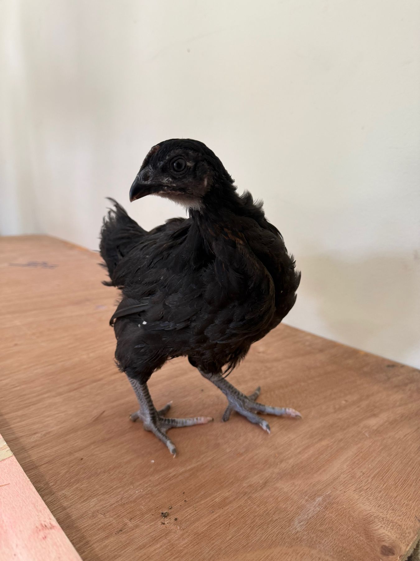 Young black pure breed chicken