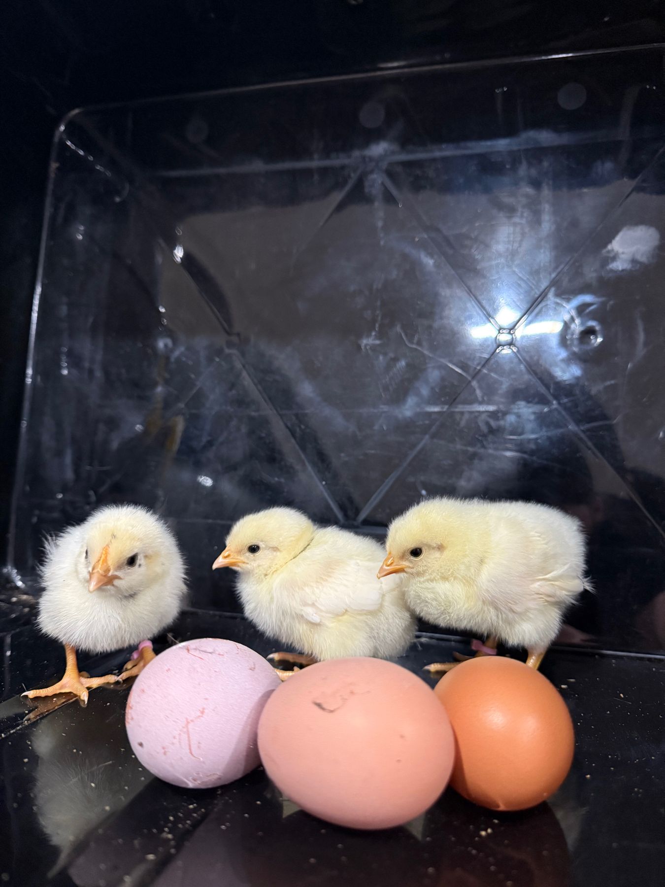 Yellow chicks beside pink and brown eggs