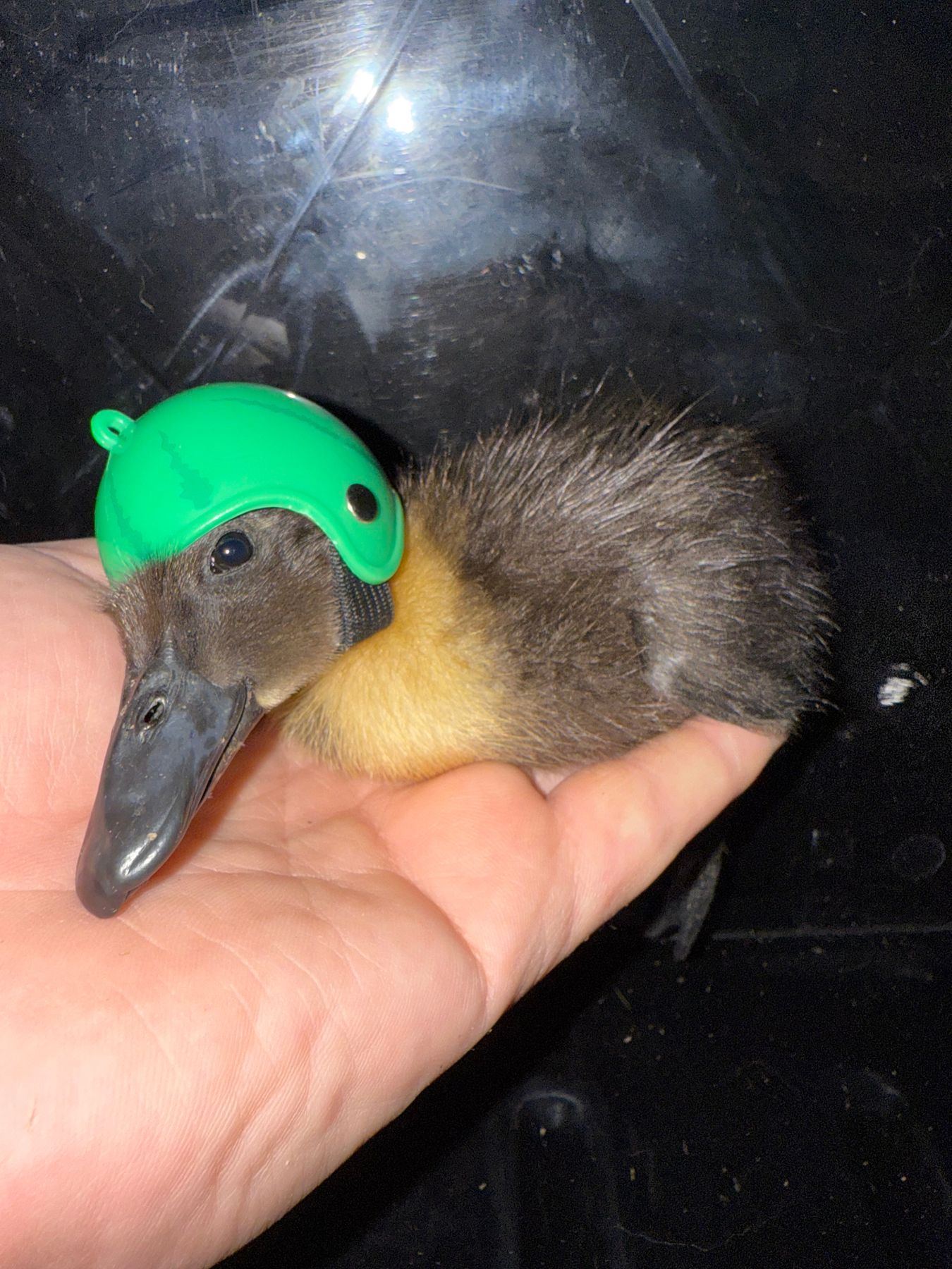 Exhibition duckling held in a hand