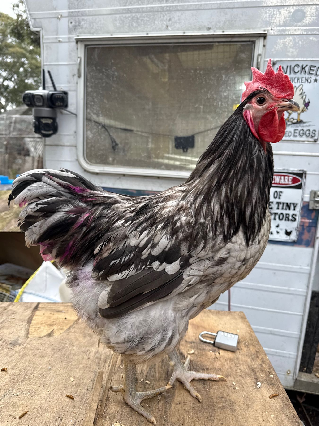 Black and grey rooster with a bright red comb
