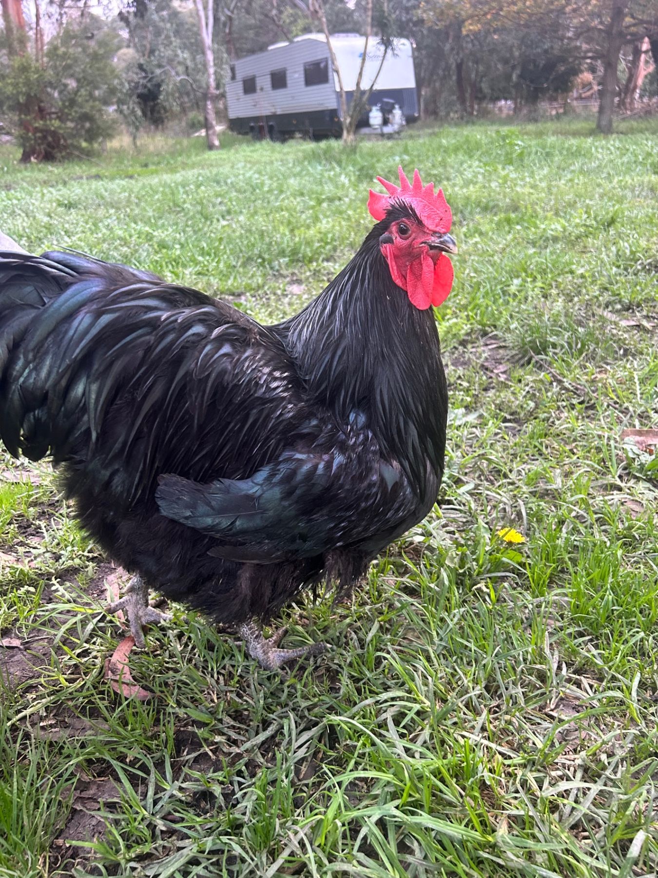 Black rooster free-ranging on grass