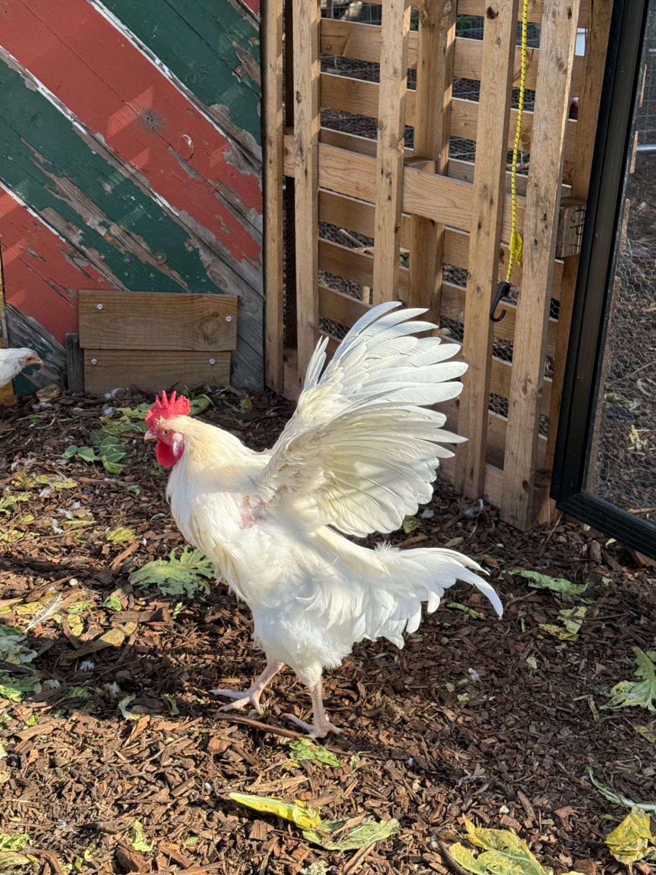 White rooster in the enclosure
